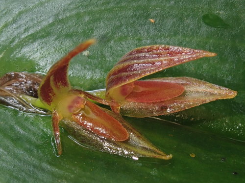 Image of Pleurothallis coriacardia by (c) Nolan Exe, some rights reserved (CC BY)