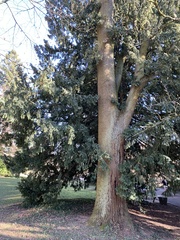 Quercus robur