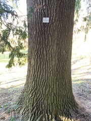 Quercus robur