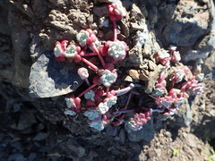 Sedum spathulifolium