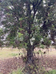 Lyonothamnus
