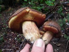 Boletus putidus