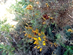 Ulex argenteus argenteus