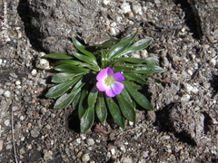 Calandrinia colchaguensis
