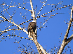 Haliaeetus leucocephalus