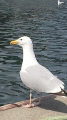 Larus michahellis