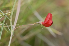 Lathyrus setifolius