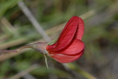 Lathyrus setifolius