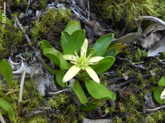 Caltha appendiculata