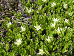 Caltha appendiculata