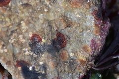 Watersipora subatra