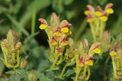 Scutellaria mesostegia