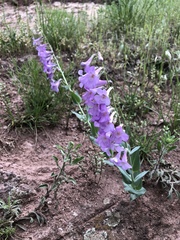 Penstemon secundiflorus