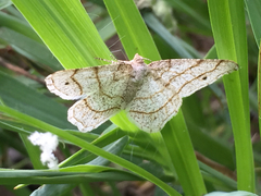 Trigrammia quadrinotaria