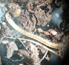 Boreoiulus tenuis