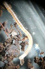Boreoiulus tenuis