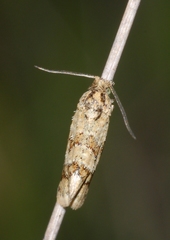 Aethes williana