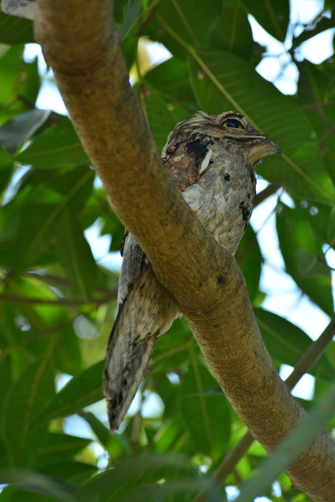 Northern Potoo from La Huerta, Jal., México on March 3, 2022 at 10:46 ...