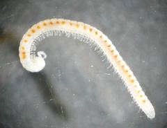 Boreoiulus tenuis