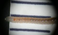 Boreoiulus tenuis