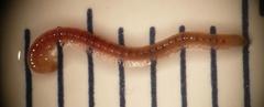 Boreoiulus tenuis