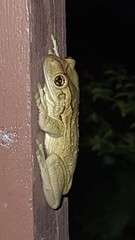 Trachycephalus mesophaeus