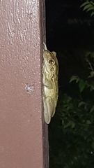 Trachycephalus mesophaeus