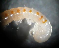 Boreoiulus tenuis