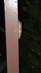 Trachycephalus mesophaeus