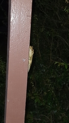 Trachycephalus mesophaeus