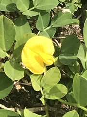 Arachis glabrata