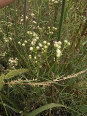 Baccharis stenophylla