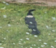 Corvus albus