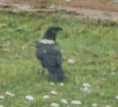 Corvus albus