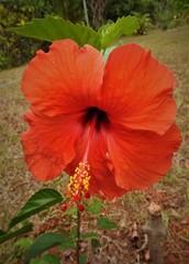 Hibiscus × archeri