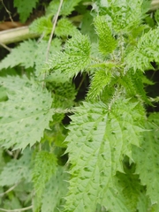 Urtica thunbergiana
