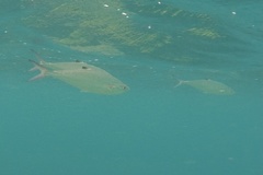 Scomberoides lysan
