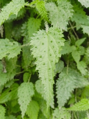 Urtica thunbergiana