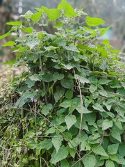 Urtica thunbergiana