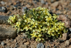 Chorispora macropoda