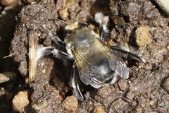 Anthophora pacifica
