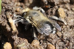 Anthophora pacifica