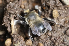 Anthophora pacifica
