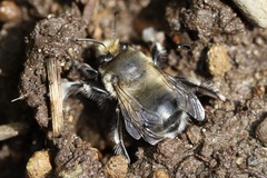 Anthophora pacifica