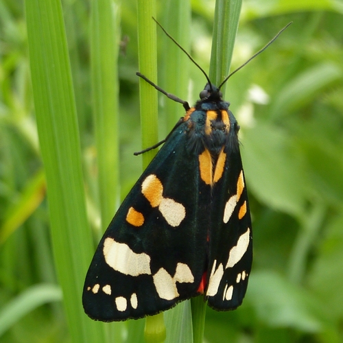 Scarlet Tiger