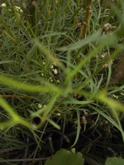 Baccharis stenophylla