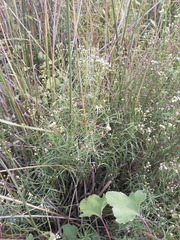 Baccharis stenophylla