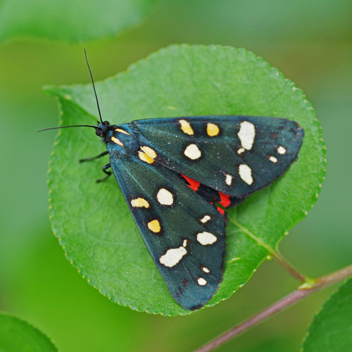 Scarlet Tiger