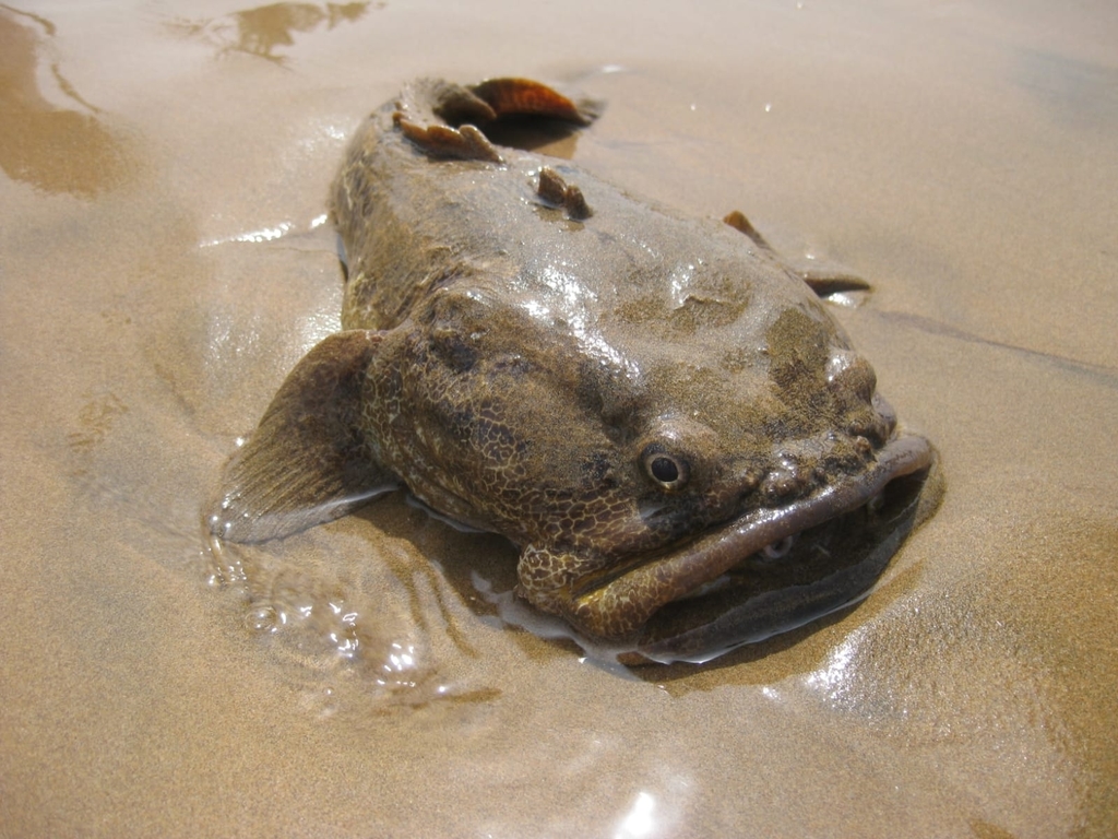 Texas Toadfish Oyster Toadfish from Charleston on August 3, 2021 at 04:32 PM by ...