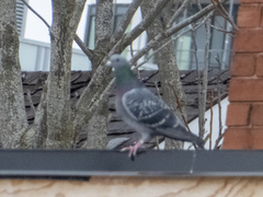 Columba livia domestica